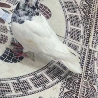 طوقی آلماسی خال زرد|پرنده|شادگان, |دیوار