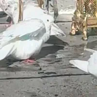 کبوتر رفتنی