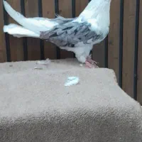 کفتر تهرانی کشیده سرور|پرنده|قم, سرحوض|دیوار