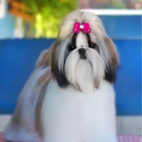 توله شیتزو تیکاپ|سگ|مشهد, وکیل‌آباد|دیوار