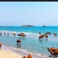 فوری آماده حرکت|تور و چارتر|مشهد, فتح المبین|دیوار