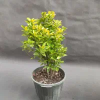 شمشاد طلایی /  ۵۰ سانتی/ سطل 10|گل و گیاه طبیعی|تهران, صادقیه|دیوار