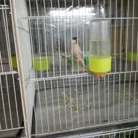 نرگسی شکلاتی