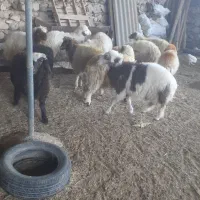 بره|حیوانات مزرعه|هندمینی, |دیوار