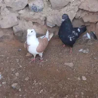 کبوتر|پرنده|درمیان, |دیوار