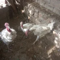 سه‌عددبوقلمون‌درشت