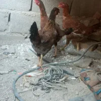 مرغ|حیوانات مزرعه|سراوان, |دیوار