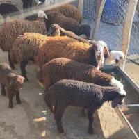 بره|حیوانات مزرعه|فیروزآباد (لرستان), |دیوار