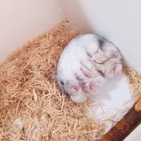 انواع نژاد همستر مینی