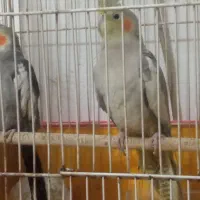 عروس مولد ب شرط