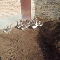 غاز دورگه|حیوانات مزرعه|نوشین شهر, |دیوار