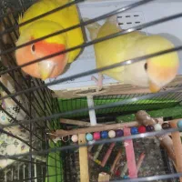 طوطی برزیلی مولد خوشرنگ (کارداده تضمینی)|پرنده|تهران, اتابک|دیوار