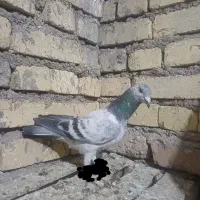گوره پلاکی