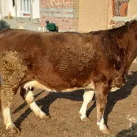 سیمینتال آبستن|حیوانات مزرعه|چهاربرج, |دیوار