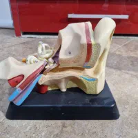 مدل های آموزشی اعضای بدن|لوازم التحریر|سنندج, |دیوار