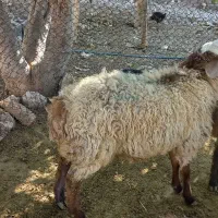 بره نر ، کهره نر