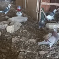 کبوتر|پرنده|قم, باغ کرباسی|دیوار