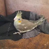 جوجه عروس هلندی|پرنده|الوند, |دیوار