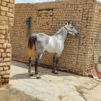 مادیان کرد|اسب و تجهیزات اسبسواری|معصومیه, |دیوار