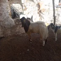 فروش پازن