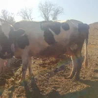 گاو ابستن|حیوانات مزرعه|جغتای, |دیوار