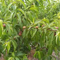 زمین باغی ۲۸۰۰متر واقع در طبقده|فروش زمین و ملک کلنگی|طبقده, |دیوار