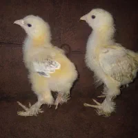جوجه برهما ۱۵ روزه .