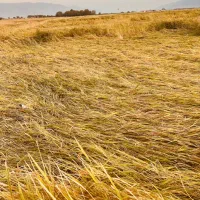 برنج محلی درجه یک به شرط پخت از ده کلیو تا تناژ