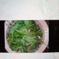 سبزی صحرایی تازه چین