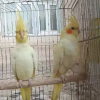 جوجه عروس هلندی لوتیتو زعفرونی|پرنده|مرودشت, کناره|دیوار