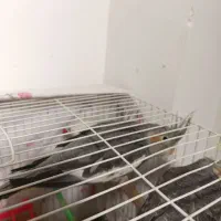 عروس هلندی|پرنده|چناران, |دیوار