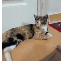 گربه ماده هفت ماهه