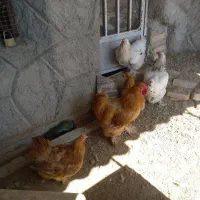تخم مرغ برهما|حیوانات مزرعه|کرمانشاه, |دیوار