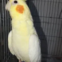 عروس هلندی ماده