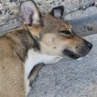 واگذاری سگ رایگان