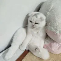 متقاضی گربه نر اسکاتیش جهت جفت گیری