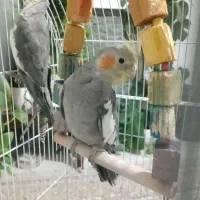 عروس هلندی باقفس بزرگ