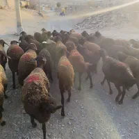 کاور ، تقلی ، میش ، گوسفند ، بره