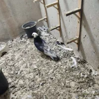 کفتر کشکله یا شازده