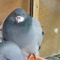 نروماده دمگیر خرقه یه سر روس|پرنده|برخوار, |دیوار