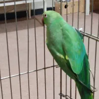 طوطی ملنگو سبزماده|پرنده|آبادان, |دیوار