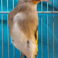 سهره قناری مستخون وکرمونی|پرنده|مشهد, حضرت حجت|دیوار