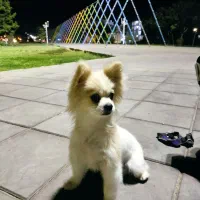 سگ پامر