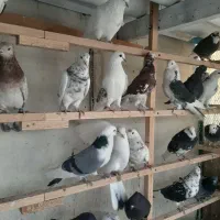 80طوق غریب گیری