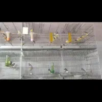 فروش گلدین فنج