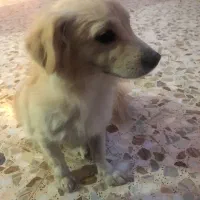 گمشده در گویم|حیوانات|شیراز, گویم|دیوار