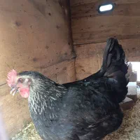 مرغ بلک استار