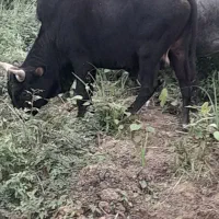 ورزا چالوسی دو ساله|حیوانات مزرعه|رشت, لاکان|دیوار