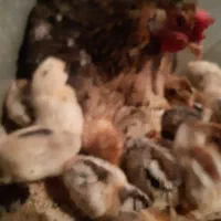 مرغ محلی با جوجه