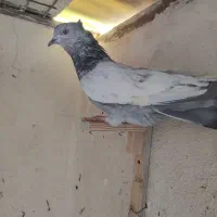 کفتر نر هوایی|پرنده|شیراز, سیاه سنگ|دیوار